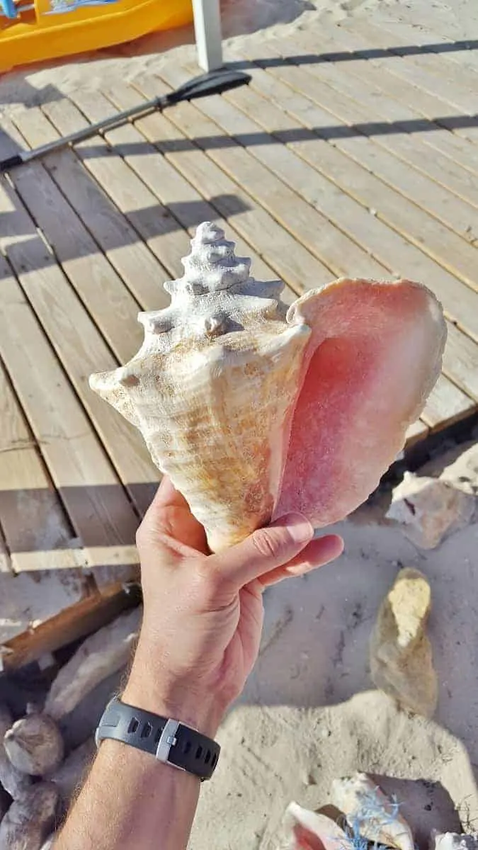 Beautiful conch shell found on Pearl Island