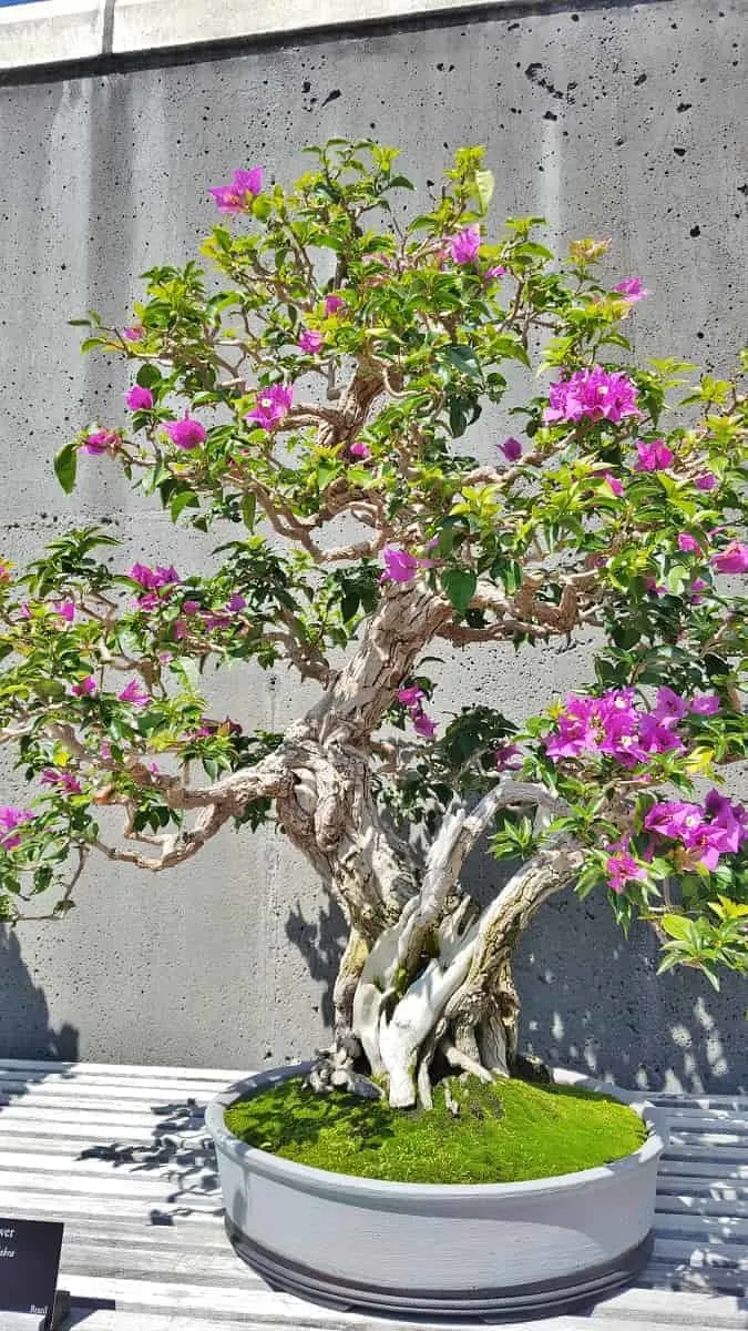 Bonsai Collection at NC Arboretum