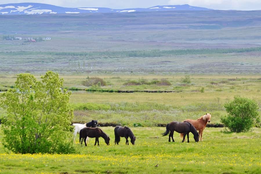Wild Horses in Iceland