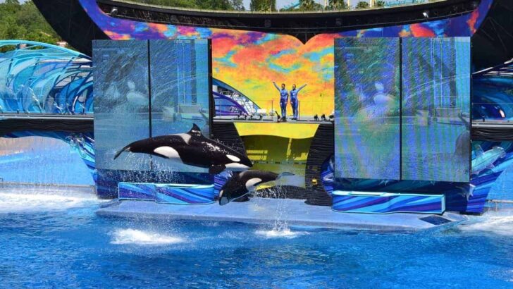 Killer Whale Show at Sea World Orlando