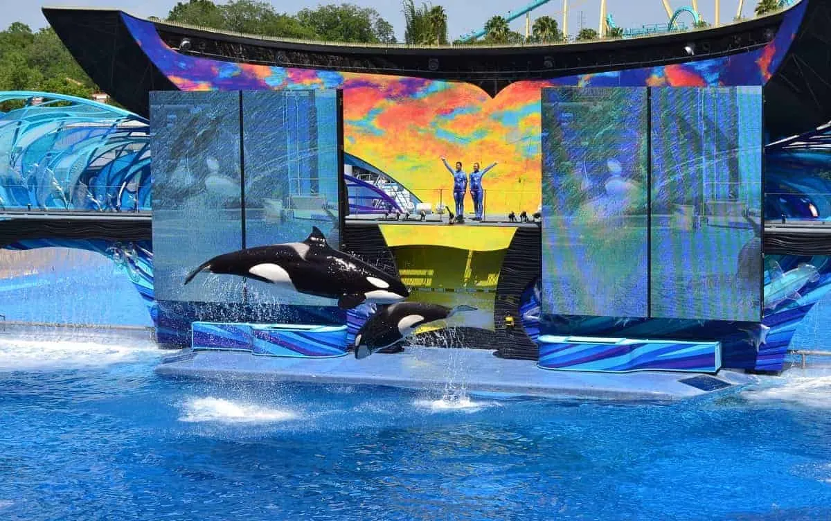 Killer Whale Show at Sea World Orlando