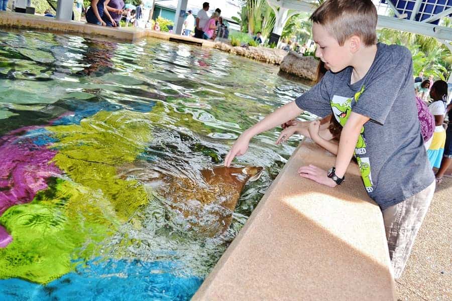 Sting Ray Encounter at Sea World