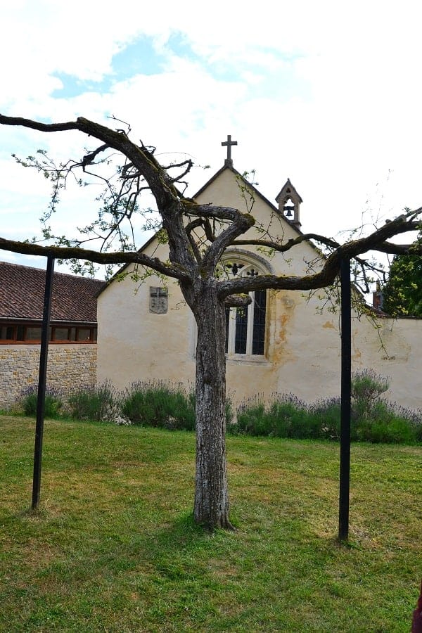 Middle Eastern Thorn Tree