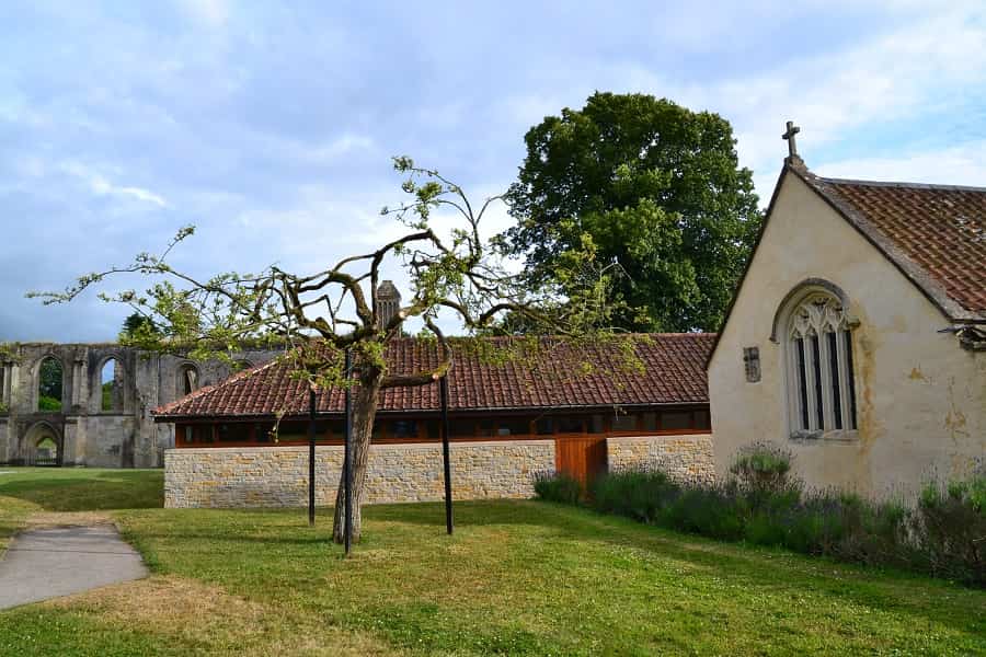 Glastonbury Thorn Tree