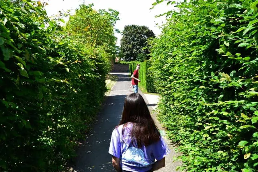 Hampton Court Hedge Maze