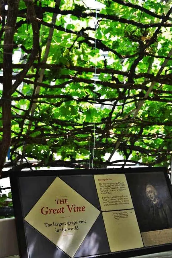 The Great Vine at Hampton Court Palace