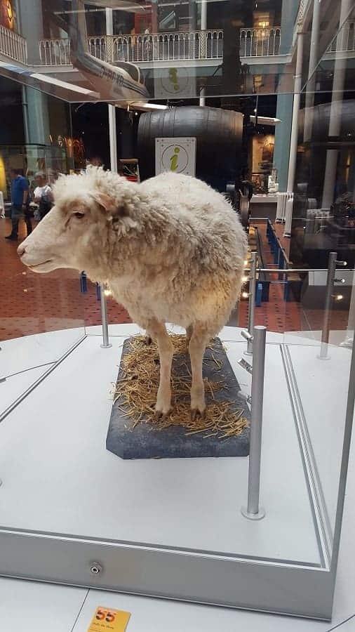 National Museum of Scotland Dolly the Sheep