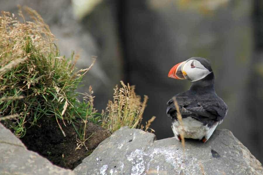 Puffins in Iceland