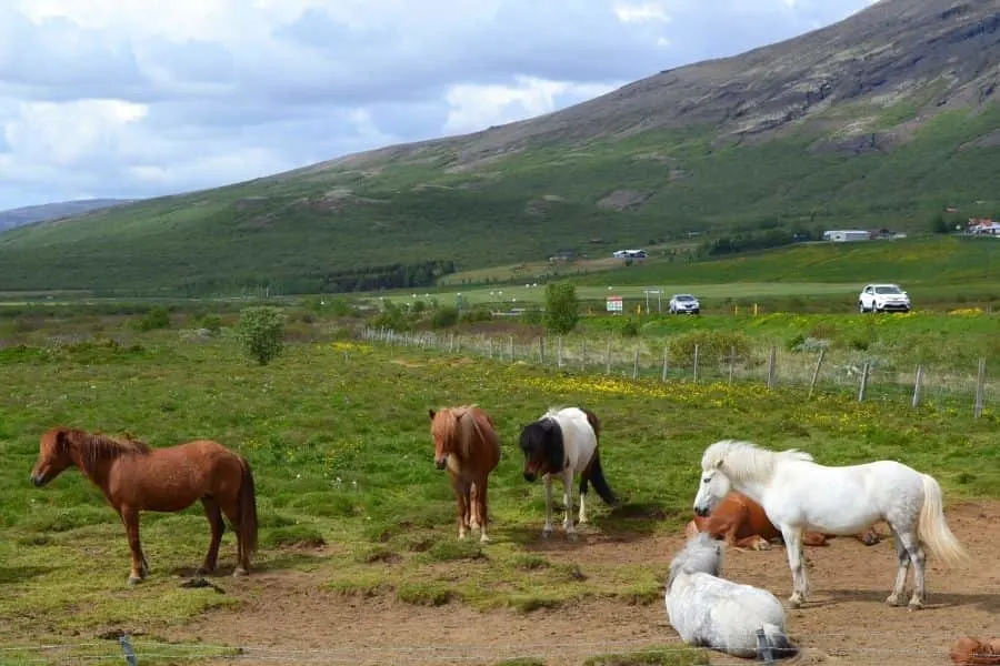 Wild Horses in Iceland