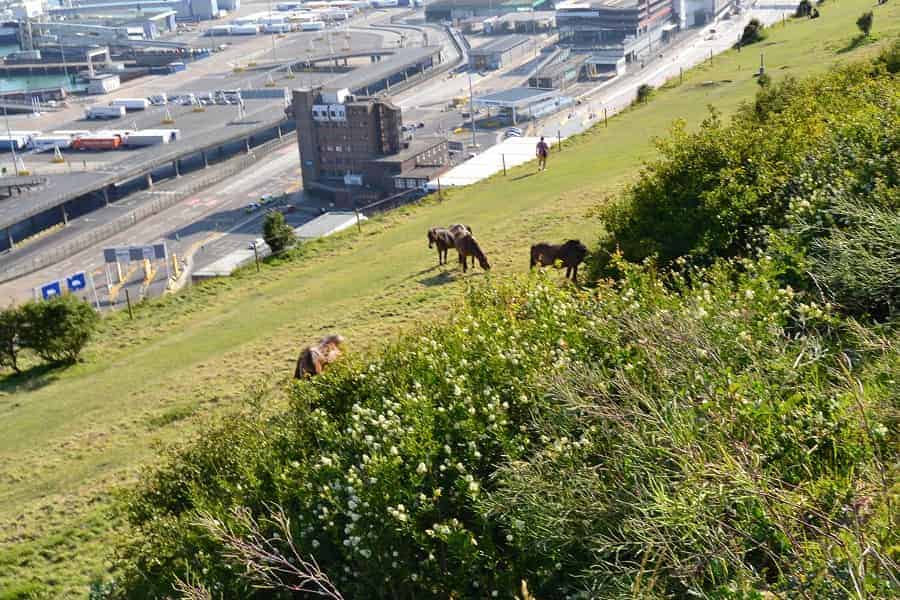 Wild Horses at Dover Cliffs
