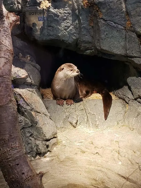 River Otters in Bay Aquarium