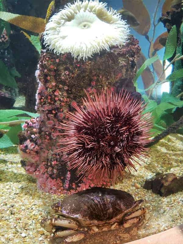 Sea Urchins & Anemones