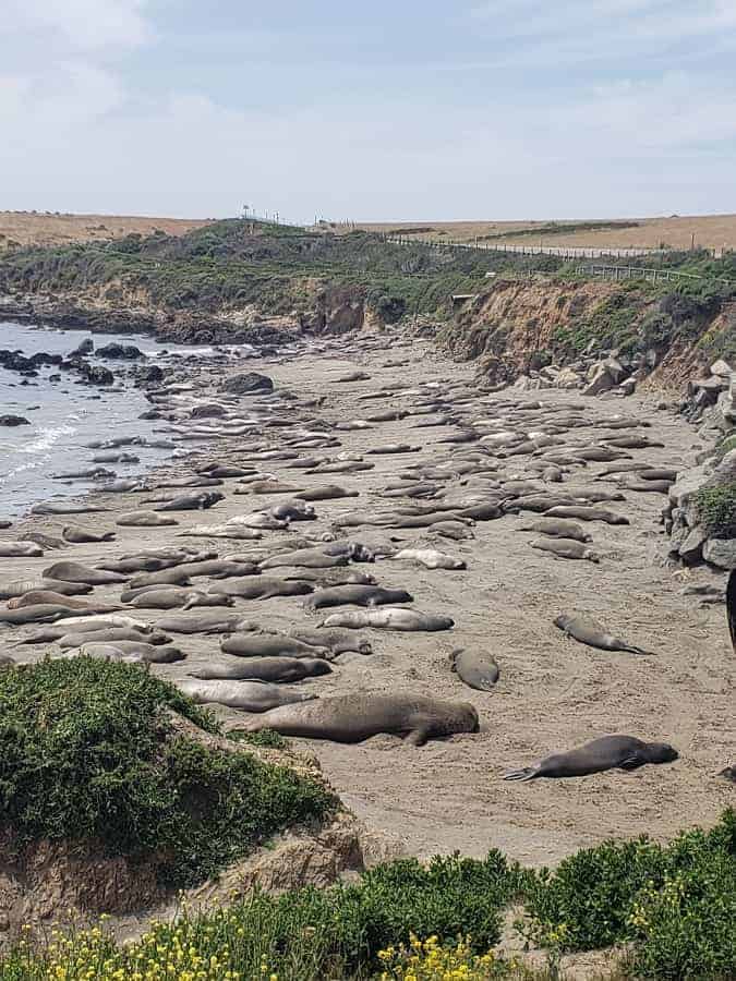 Piedras Blancas Beach with Sea Lions