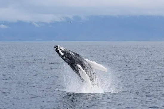 Whale Watching Tour