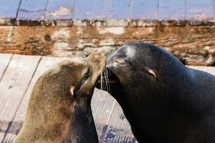 San Francisco Wharf Seals