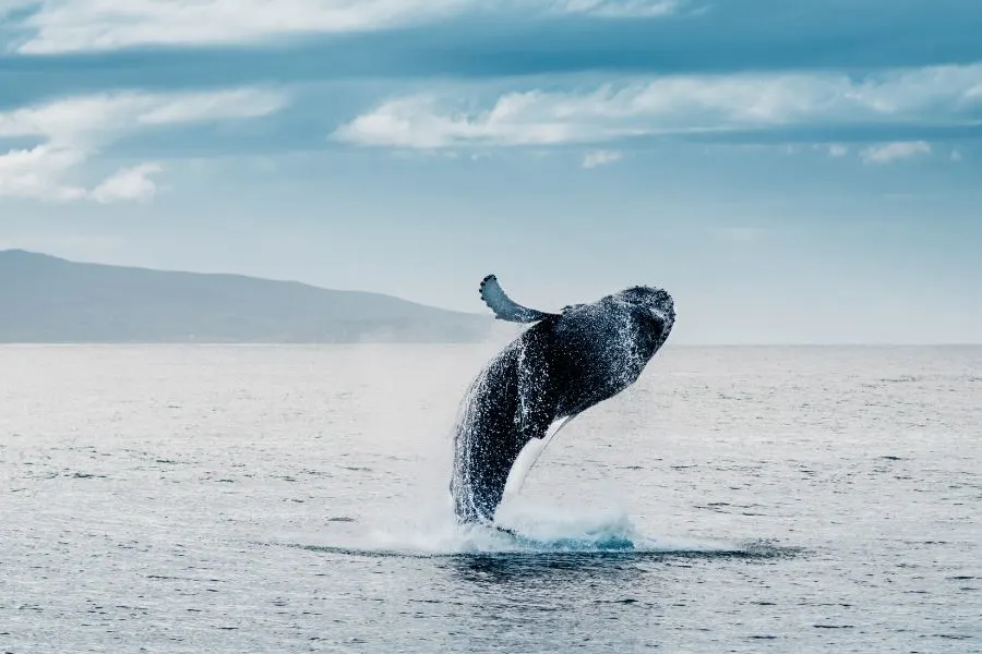 Whale Watching in Iceland