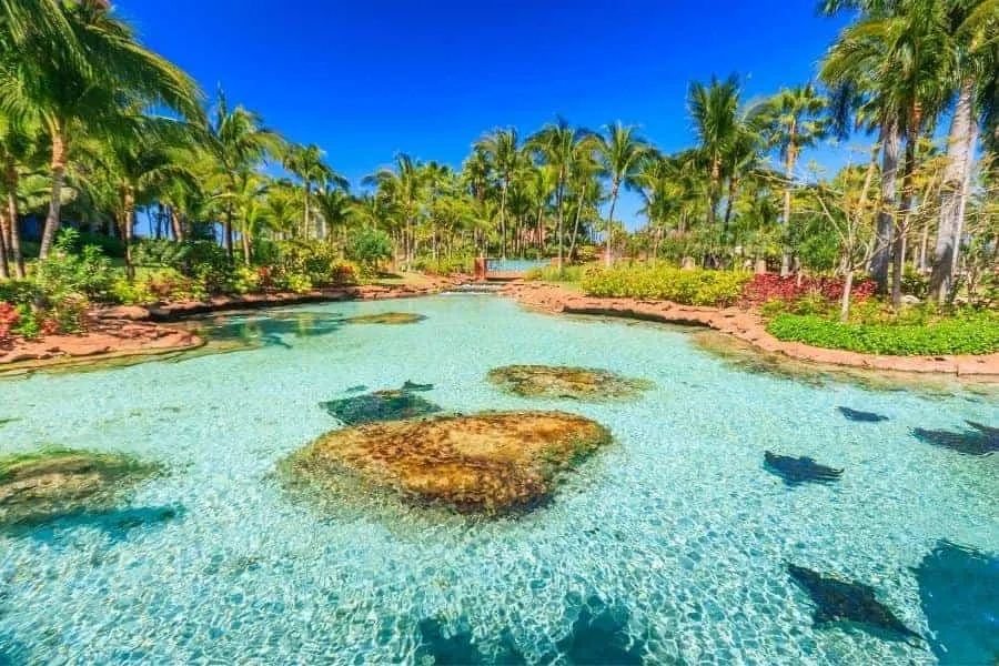 Sting Rays in Atlantis