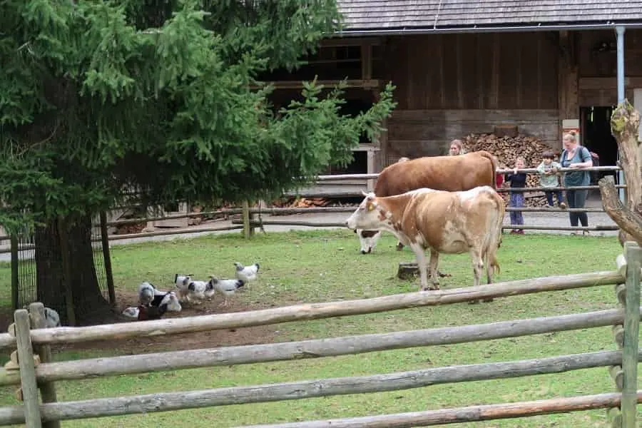 Black Forest Open Air Museum Farm Animals