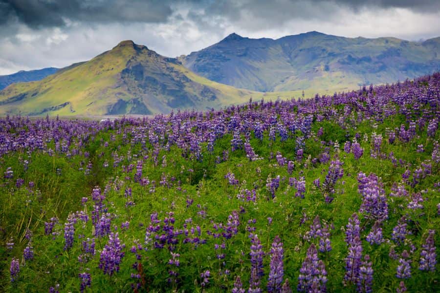 Iceland Summer Flowers