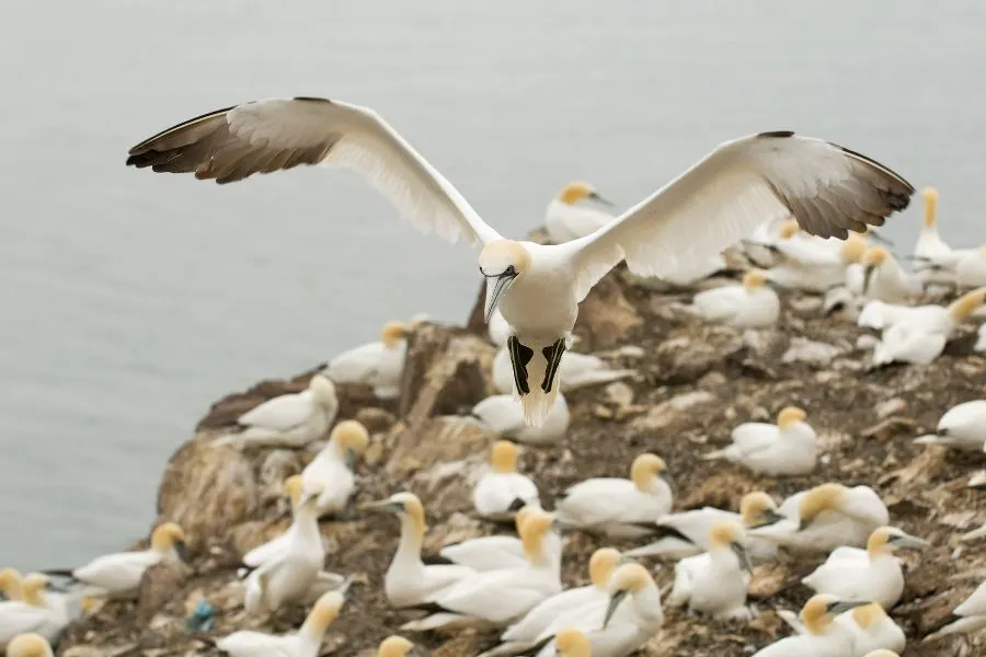 Gannets on Little Skellig