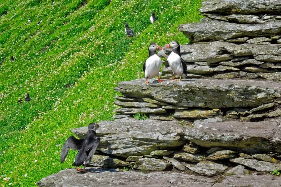 Puffins on skellig michael