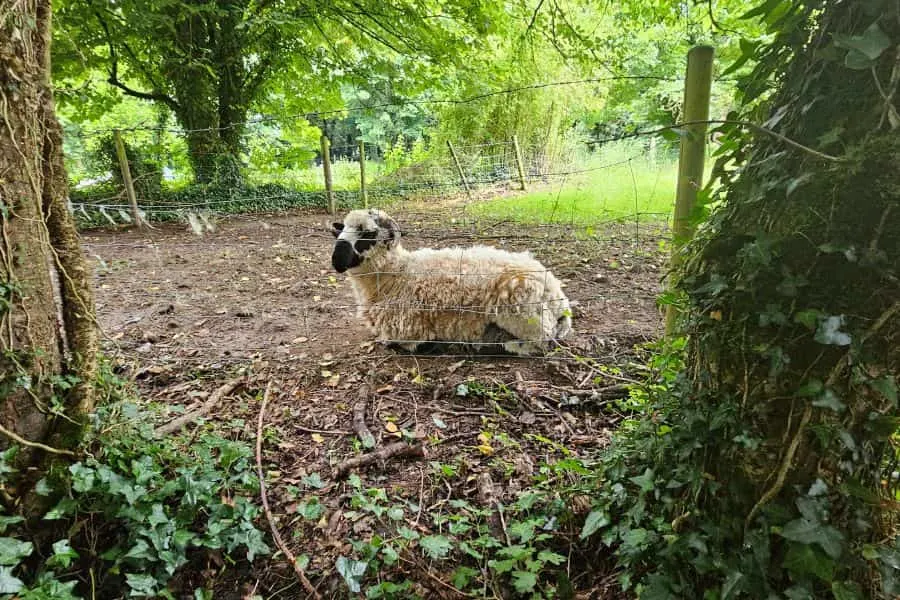 Bunratty Farm Animals